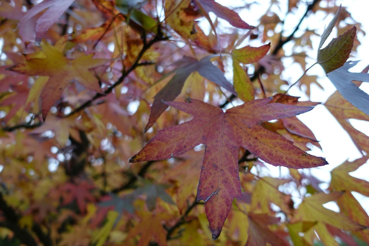 Sony ZV1 Sample Image