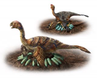 An illustration of regular-size (top) and giant oviraptorosaur (bottom) nesting. Notice how the smaller dinosaur sits directly on the eggs, while the larger dinosaur sits in the middle of the nest, where it won't squash the developing babies.