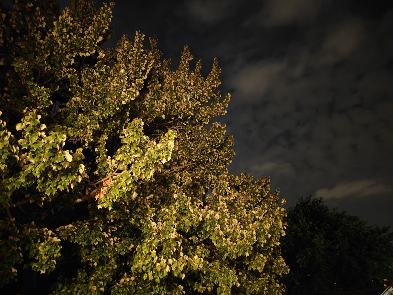 OnePlus Open low light sample.