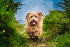 Magnus the Norfolk Terrier. Photo: Jonathan Yearsley