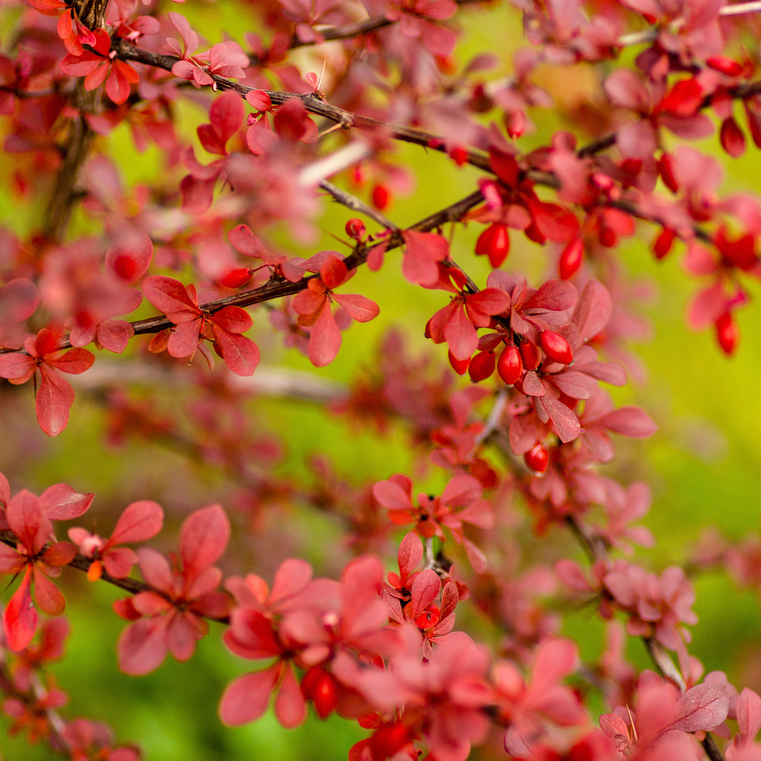 Japanese barberry shrub showing red leaves