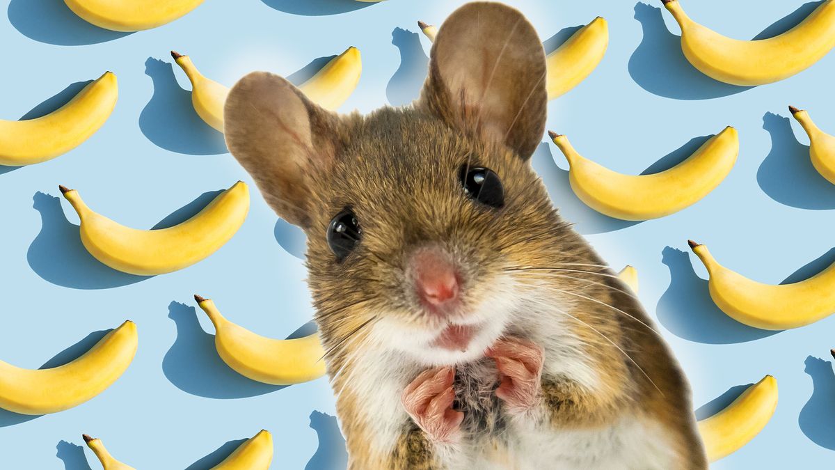 Male mice are terrified of bananas. Here's why.