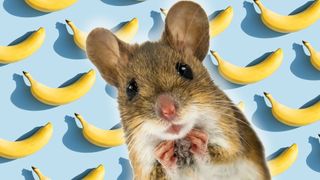 A closeup of a worried-looking mouse against a blue background decorated with bananas.