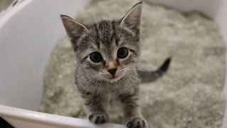 beautiful small kitten is standing in the cat toilet and looking up to the camera