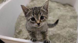 My cat plays in the litter box best sale