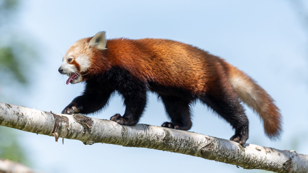 red panda walking along a tree branch