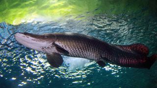 O pirarucu, um dos maiores peixes de água doce do mundo, é nativo do rio Amazonas.