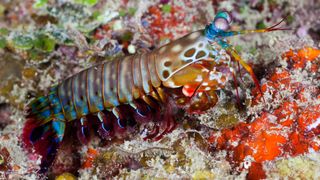 We see a multicolored mantis shrimp (brown, green, blue, purple, yellow) walking on the colorful seafloor in Indonesia.