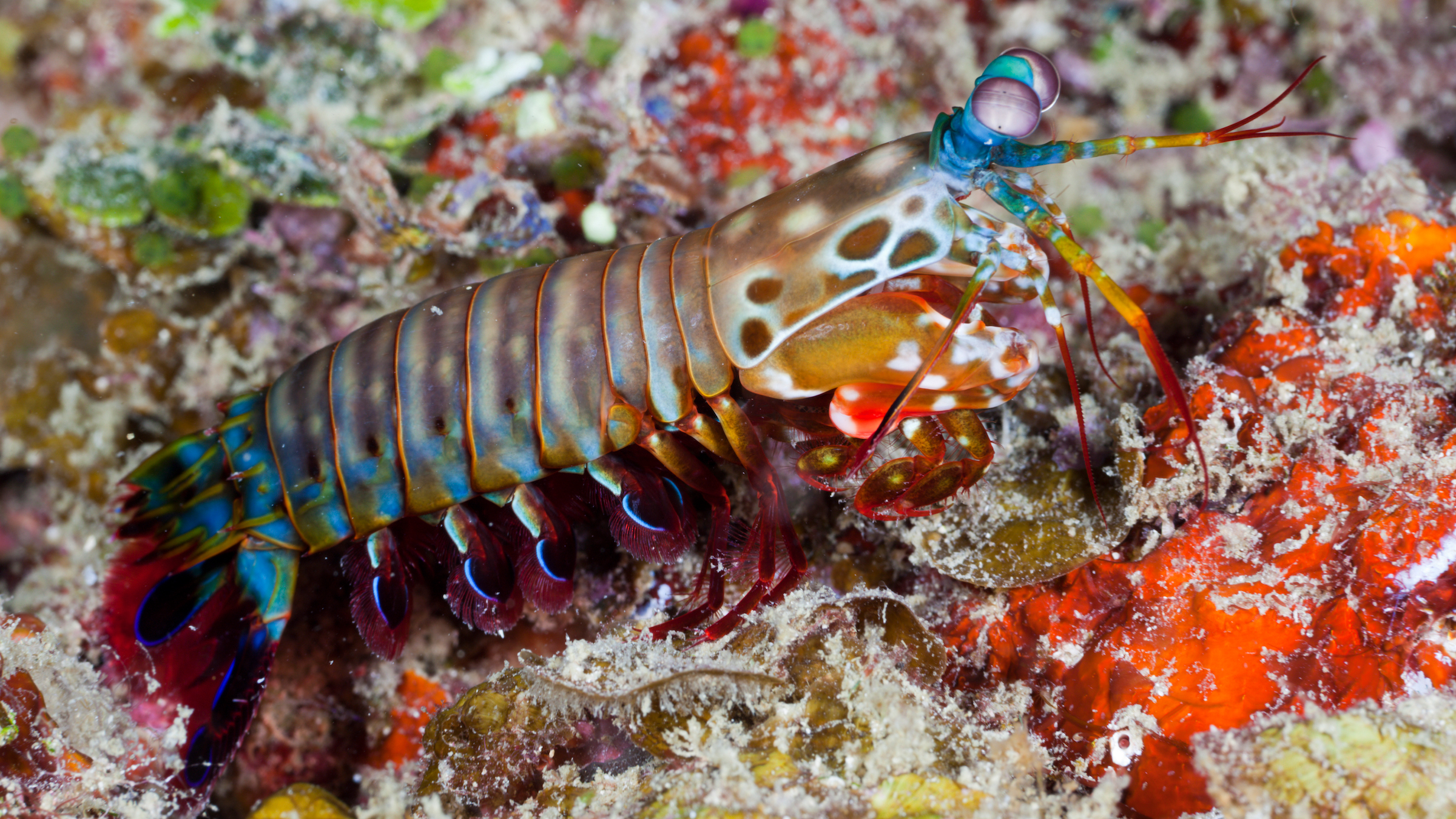 We see multicolored praying mantis shrimp (brown, green, blue, purple, yellow) walking on the colorful sea floor in Indonesia.