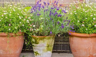 plants in terracotta pots