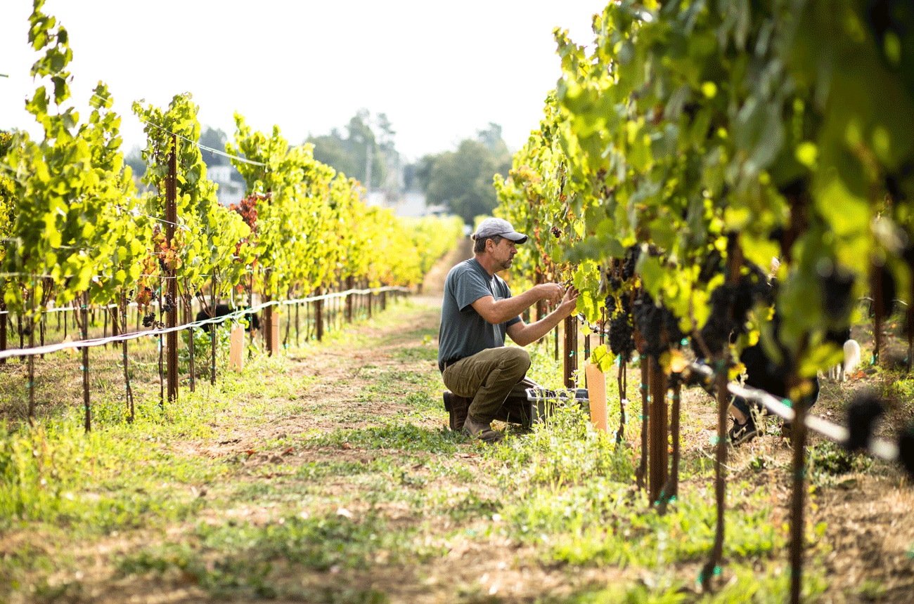 Ehren-Jordan-in-Failla-vineyard