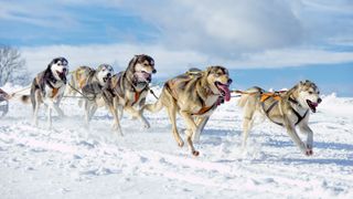 Group of Siberian Huskies