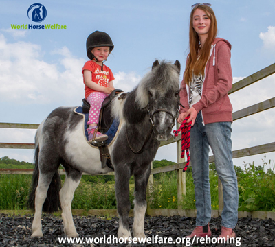 World Horse Welfare pony