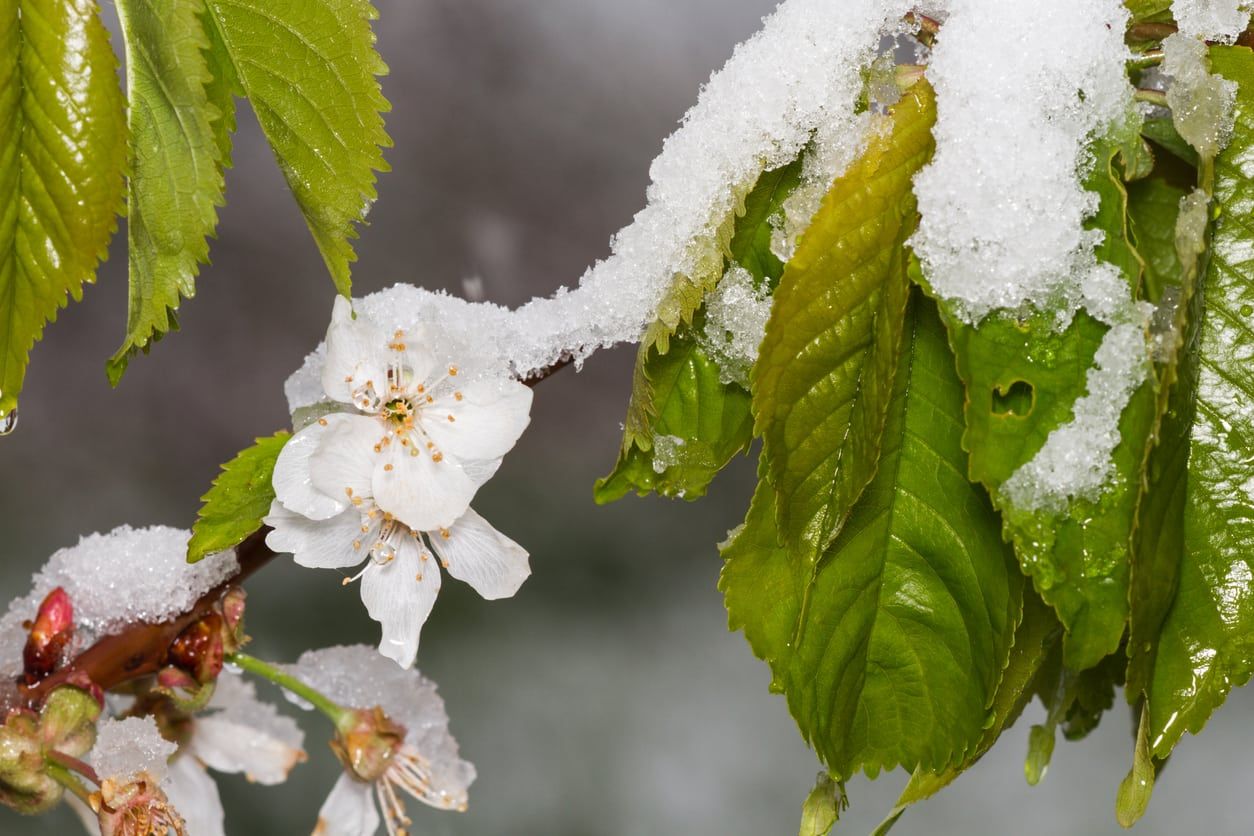 Cherry Tree Covered In Snow