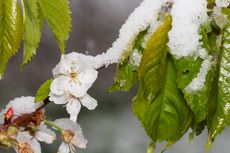 Cherry Tree Covered In Snow