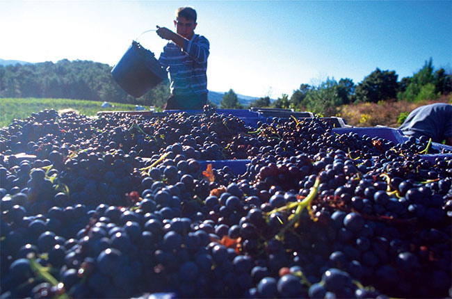 languedoc wine vintages, languedoc-roussillon