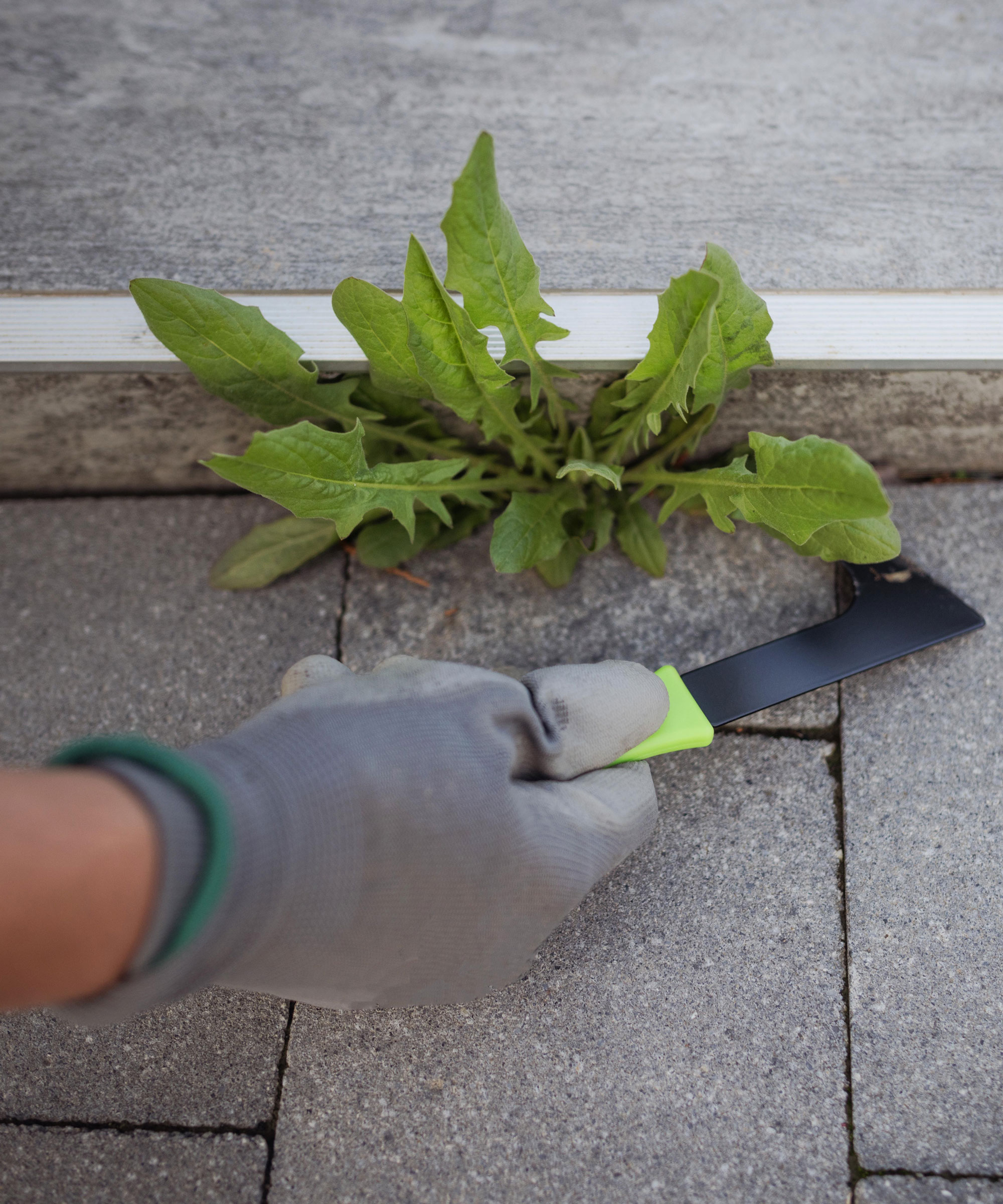 hand in gardening glove removing weeds in cracks of patio with a weed knife