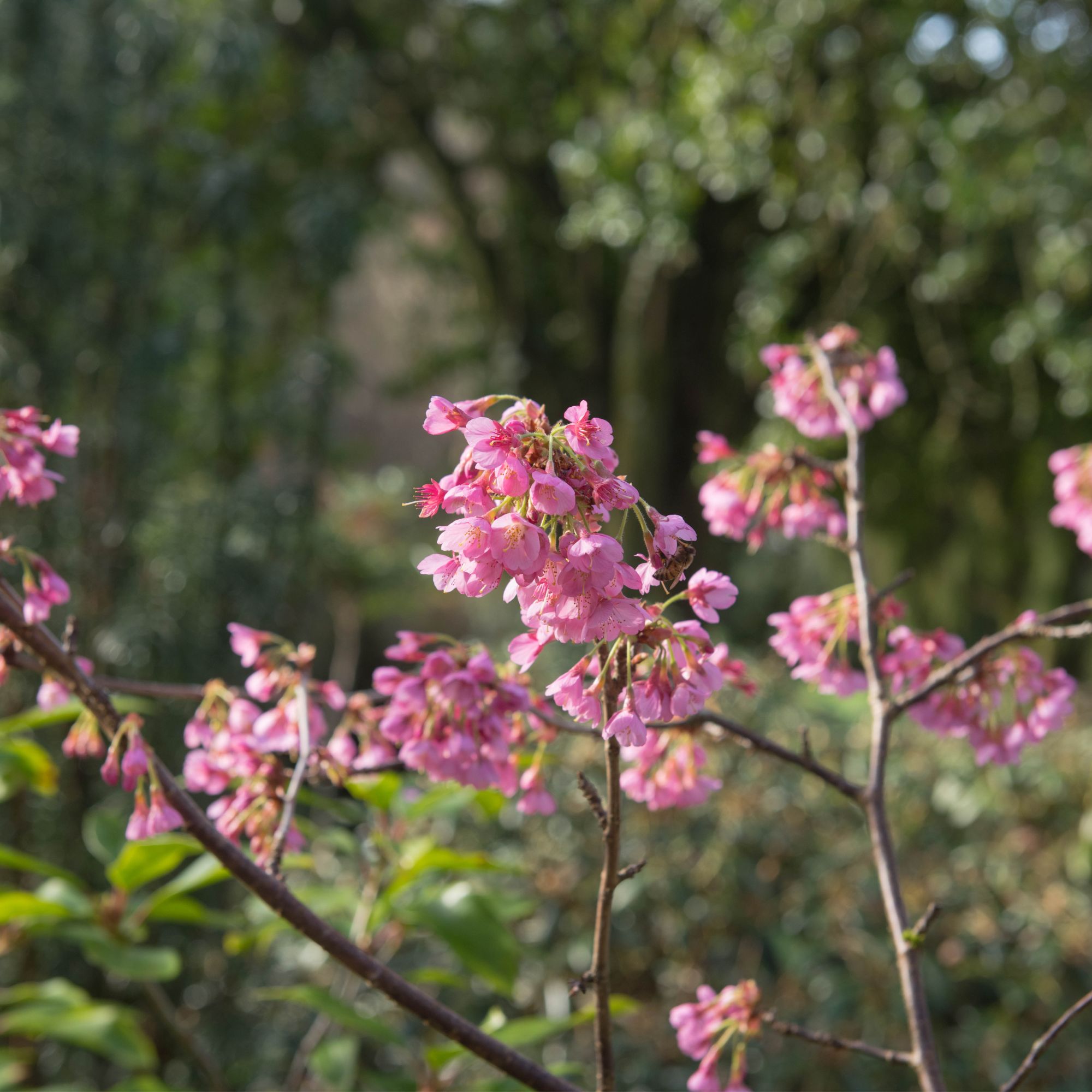 Pink cherry blossom tree Prunus 'Kursar'