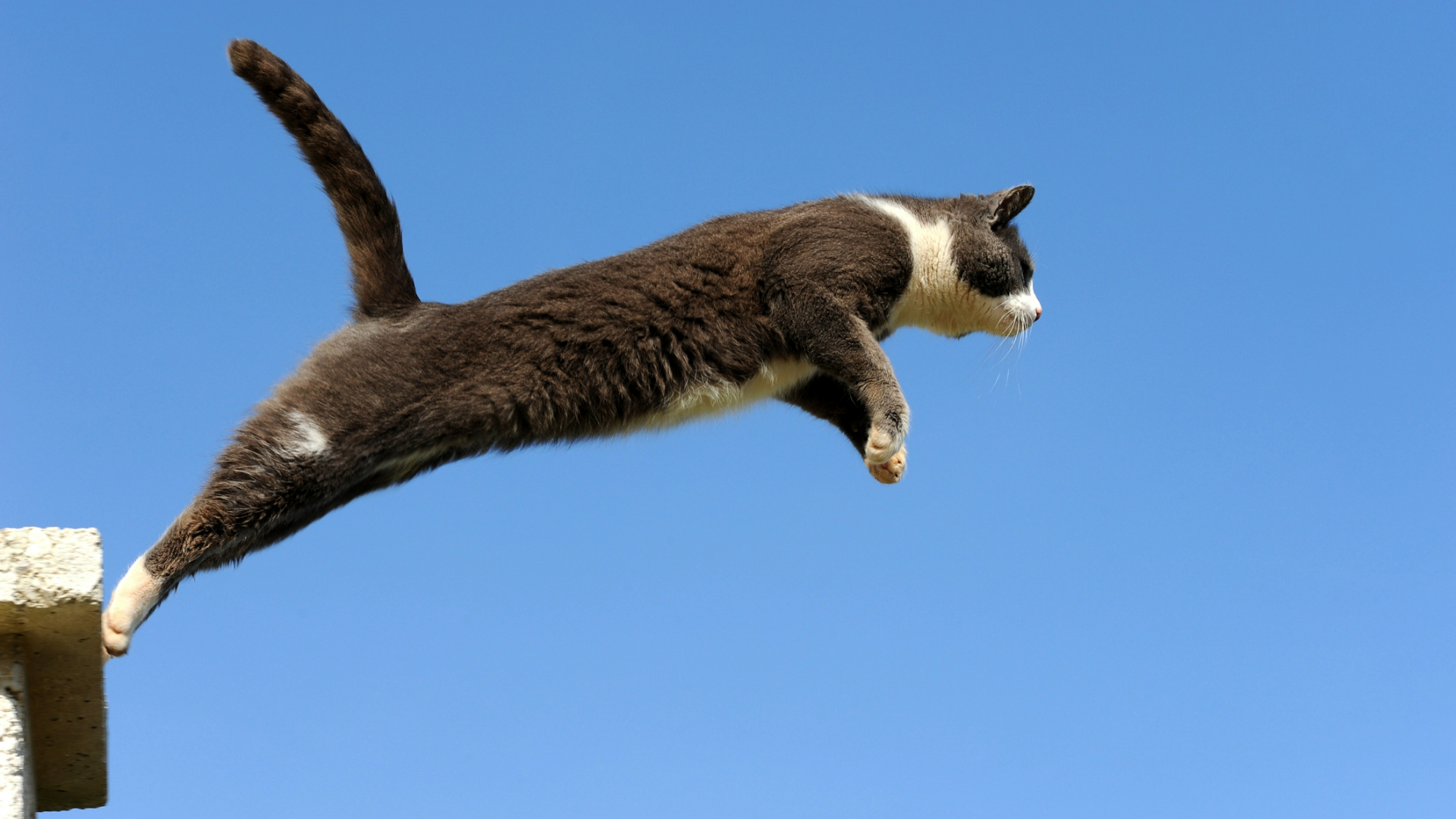Cat jumping off a ledge