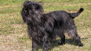 Affenpinscher dog