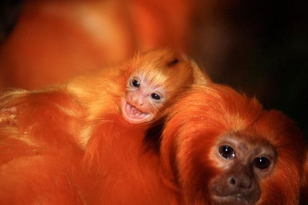 tamarin-mom-baby-110110-02