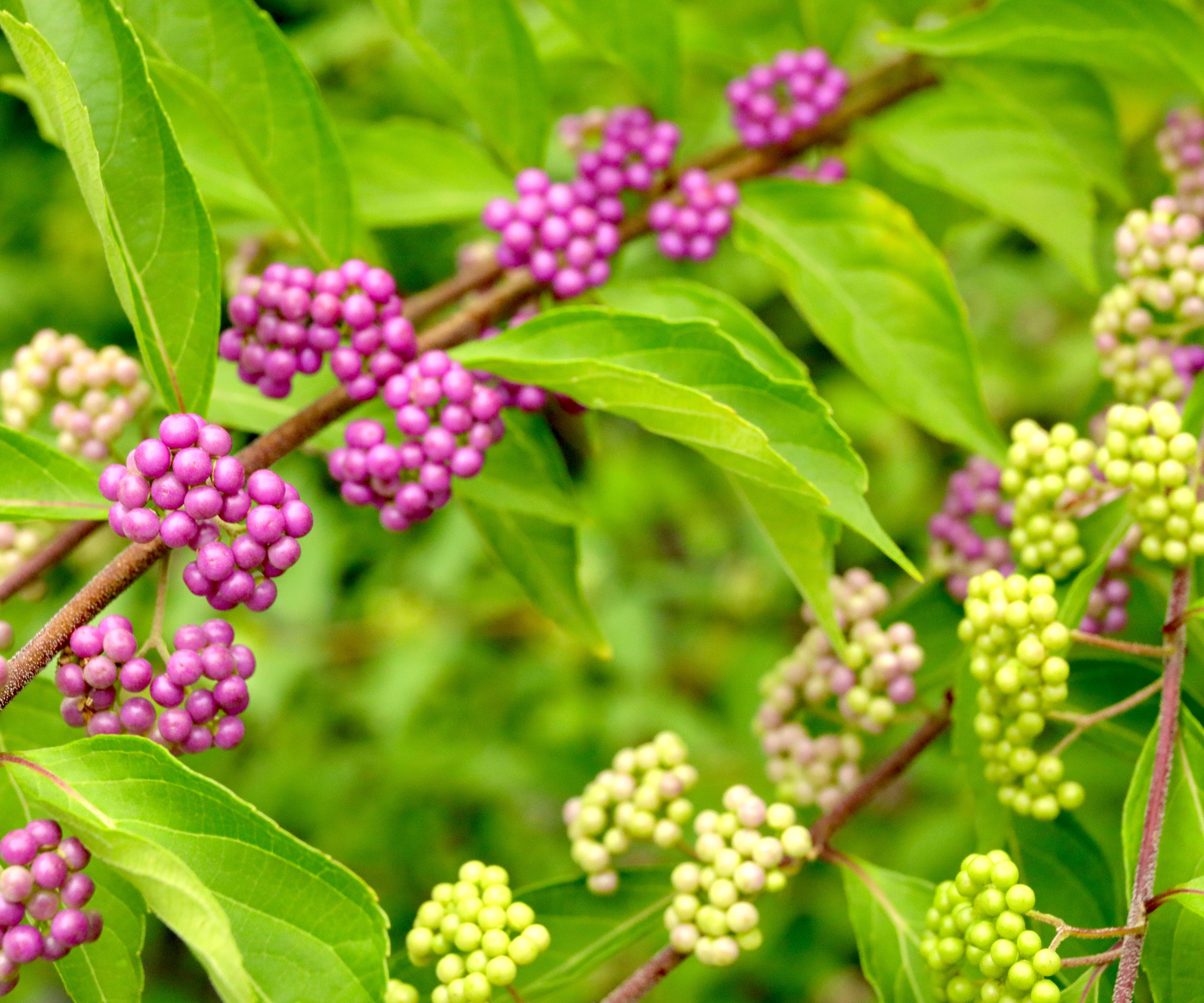 American beautyberry showing green and pink berries