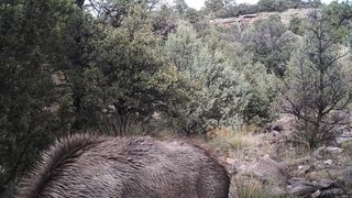 Mountain lion stalking elk at Rio Mora National Wildlife Refuge