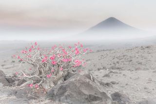 'Blooming desert' is the name of Italian Marcus Gaiotti's winning image in the category Plants and Fungi