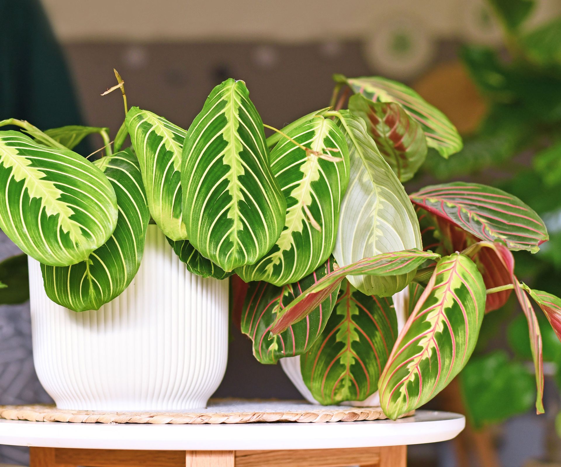 calathea plants in white pots on living room table