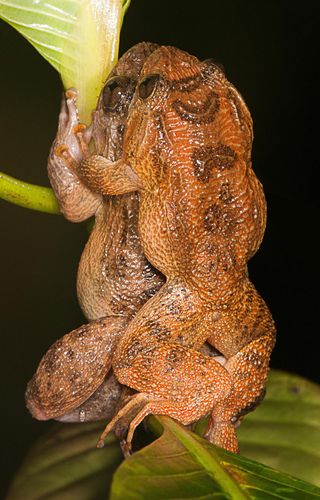 The newfound mating position in Bombay night frogs is dubbed the dorsal straddle; scientists aren't sure what benefits the position may impart.