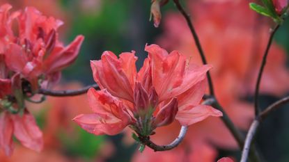 Azalea shrub with red blooms in a garden