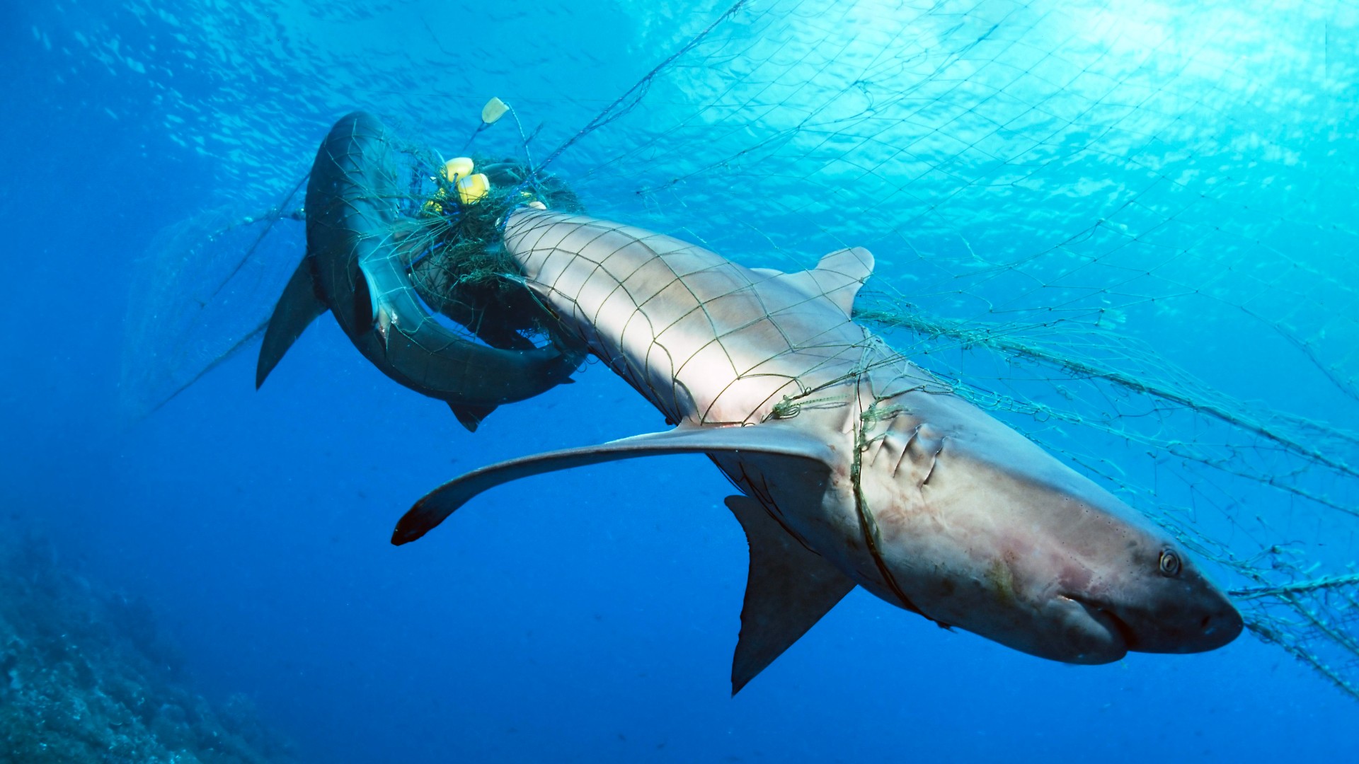 Two dead Galapagos sharks (Carcharhinus galapagensis) caught up in a fishing net.