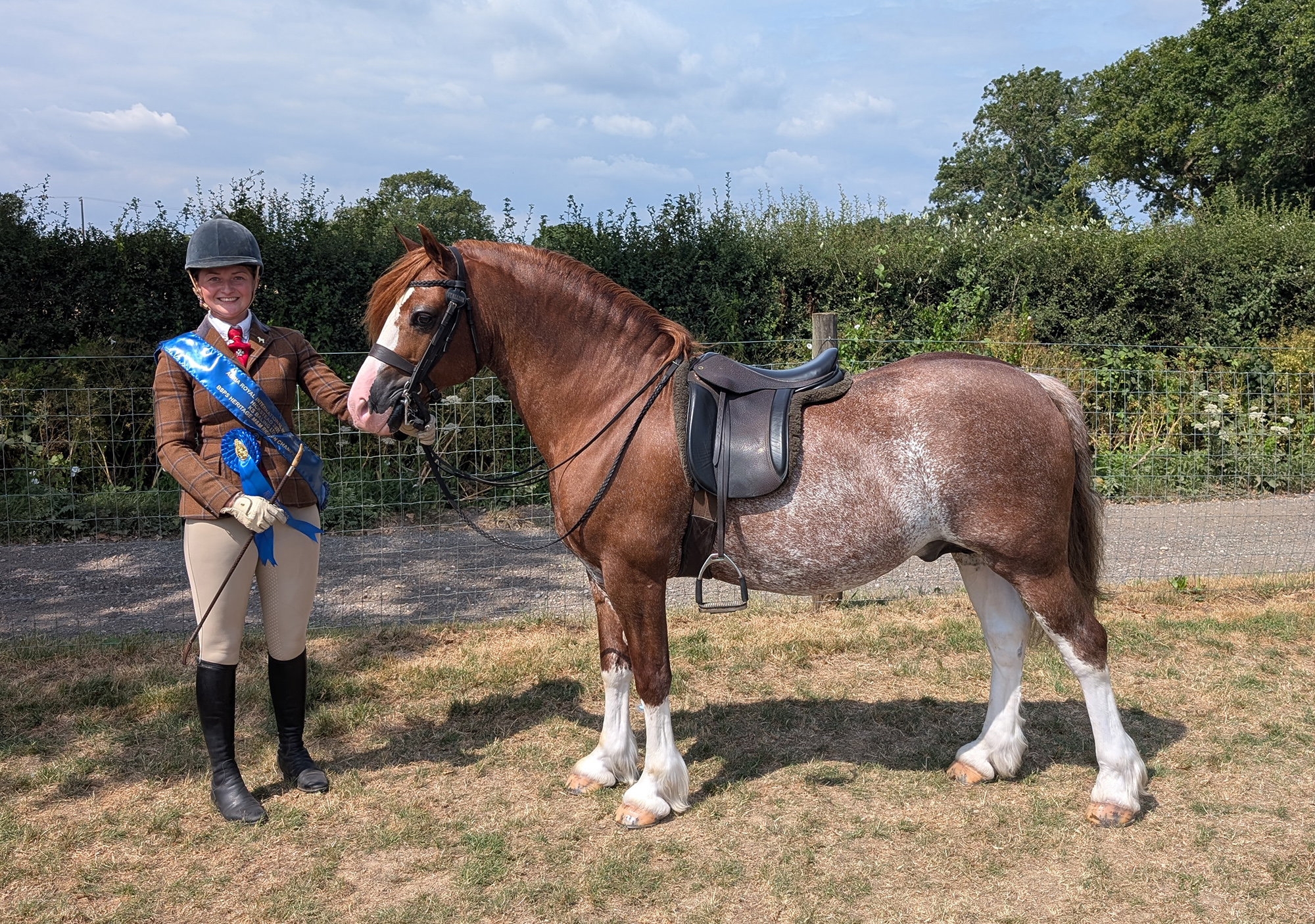 A chestnut roan Welsh section C pony stands with his rider, who is wearing a blue winners sash and rosette