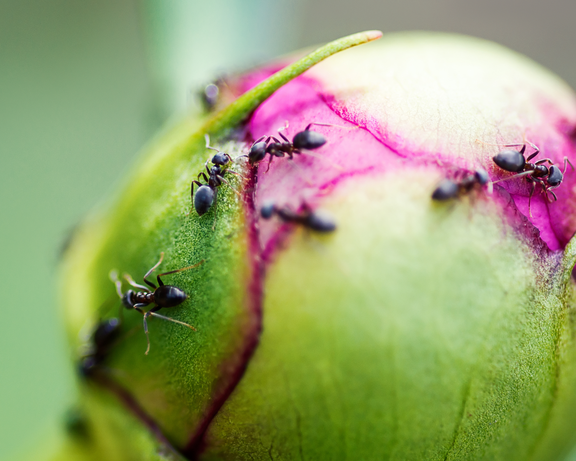 Close up of ants on peonies