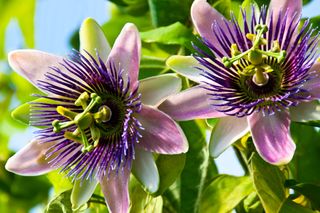 A close-up of two purple passion flowers