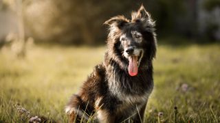 elderly black, long-haired dog with a white muzzle and face markings sat in a grassy field