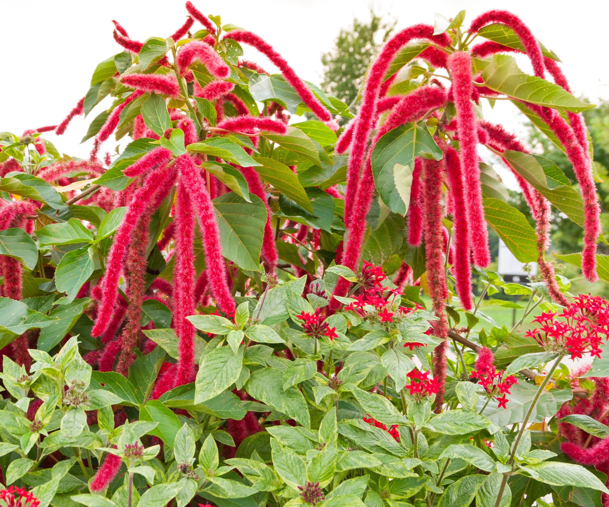 large amaranth plants in garden with towering red flower heads