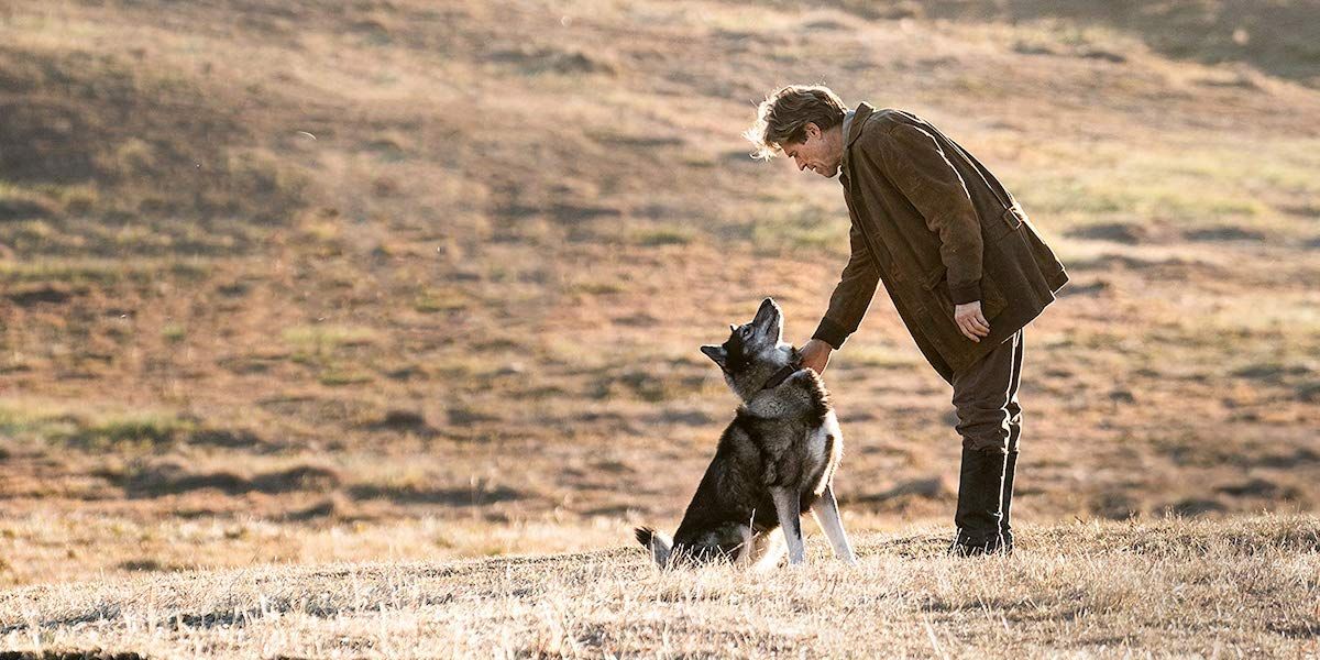 The 10 Best Dog Movies Ranked, Including Togo | Cinemablend