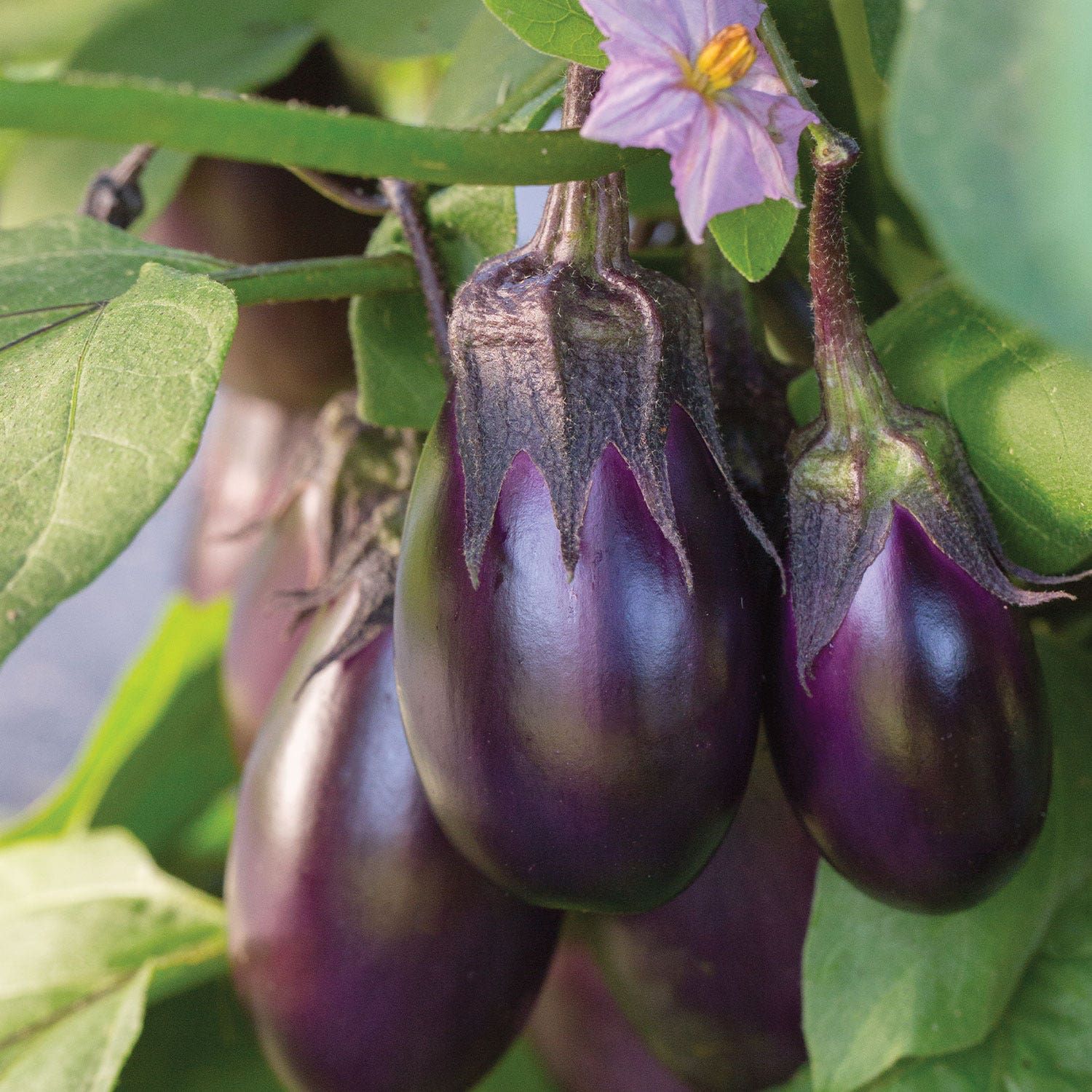 Patio Baby Eggplant Seeds & Plant