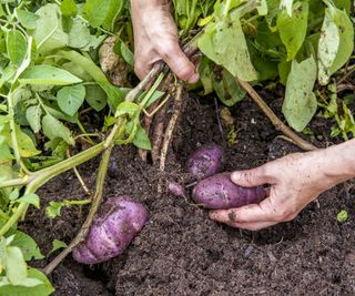 Purple potatoes being lifted from the ground