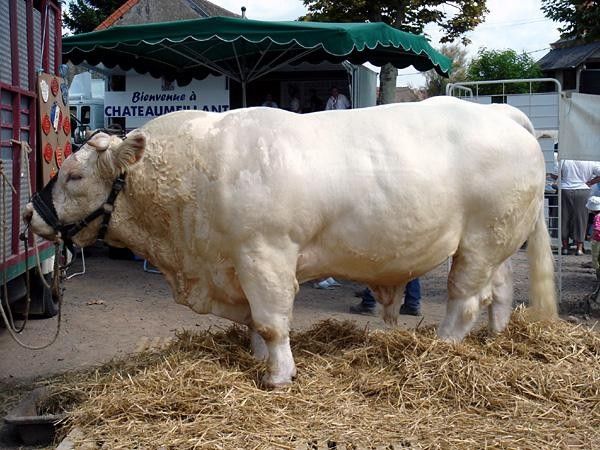 Now that's a bull!