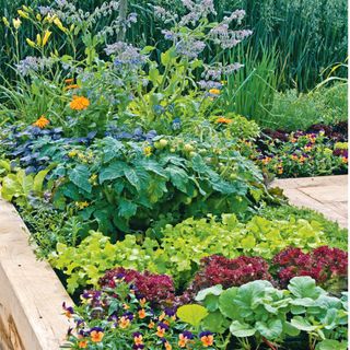 raised bed planted with flowers and vegetables