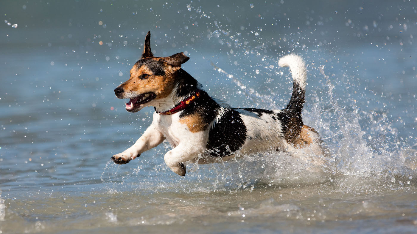 Jack Russell Terrier in water