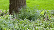 Ground cover plants for shade