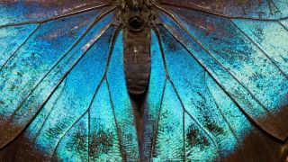 Close up of a butterfly with blue wings and a black body