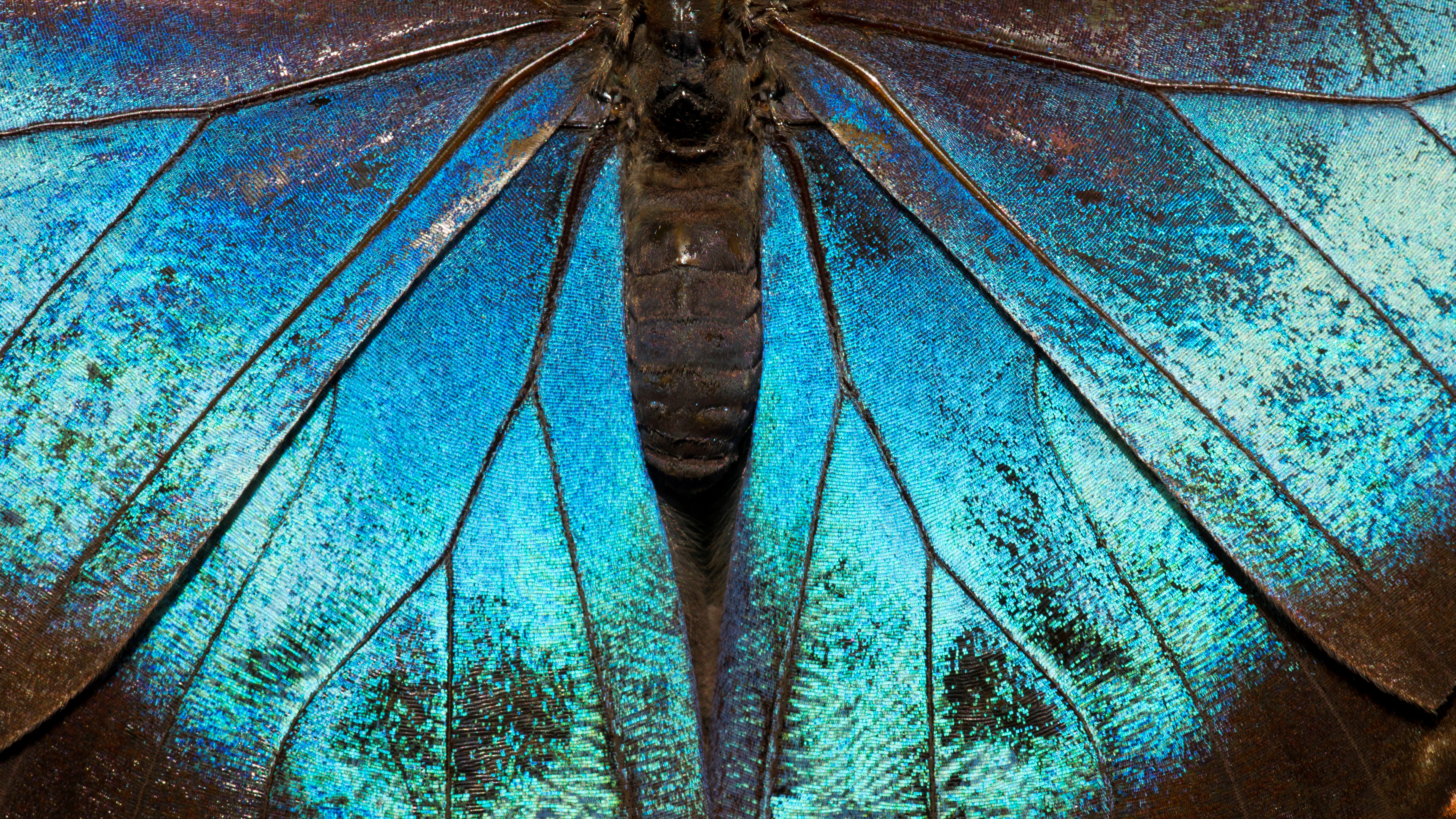 Butterflies evolved 100 million years ago in North America
