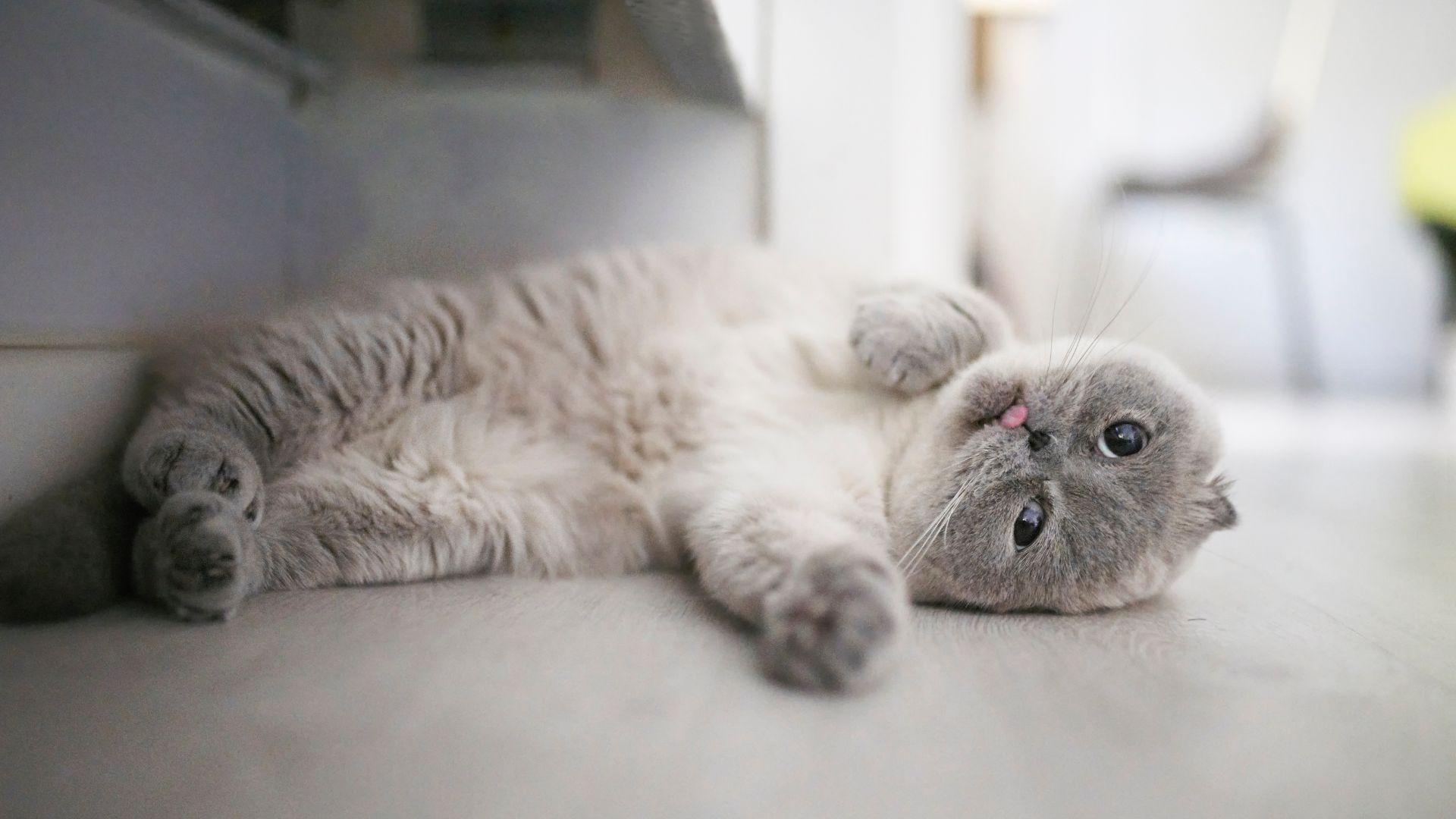 Scottish Fold lying on the floor on its side