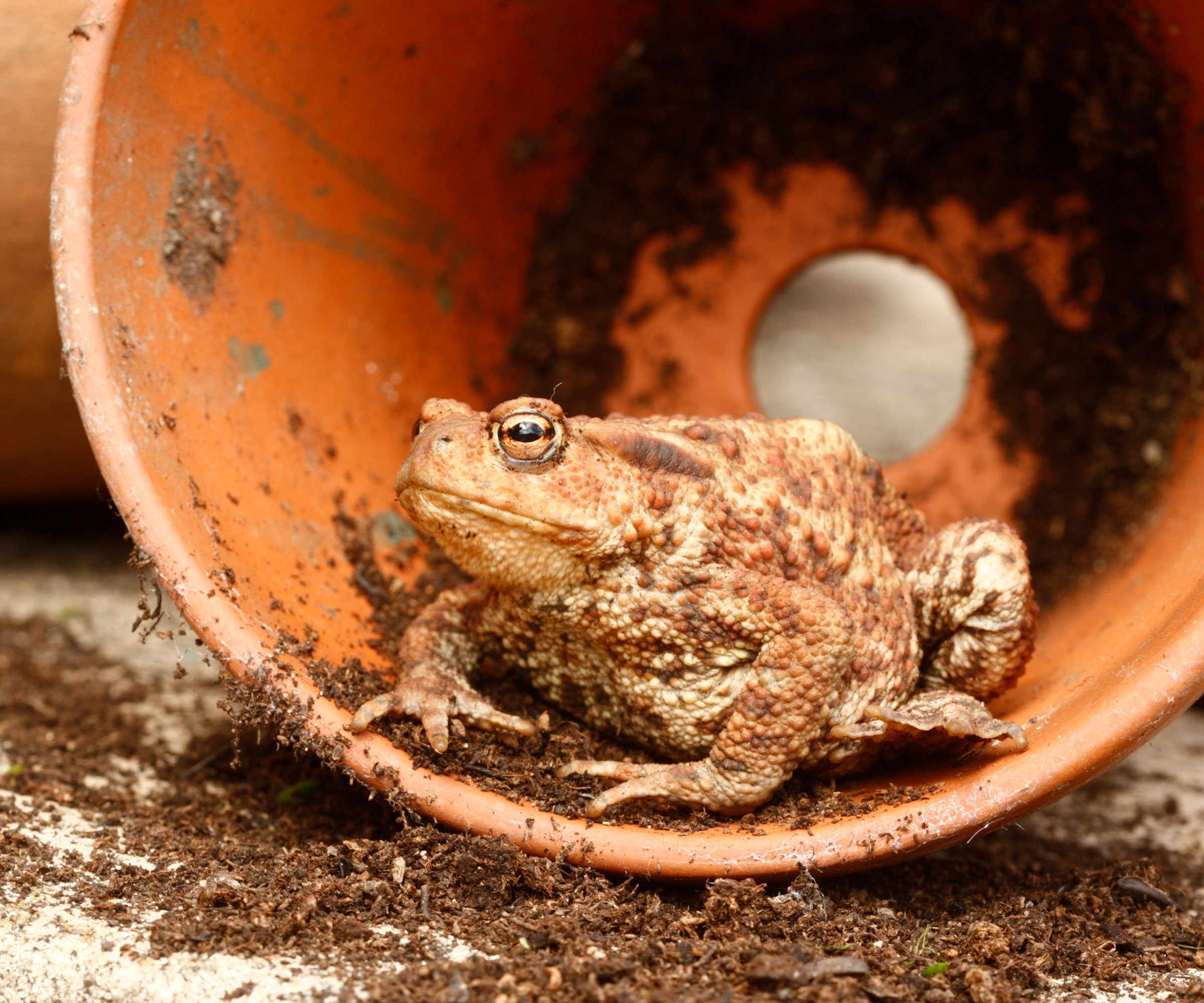 toad inside terracotta pot lying on its side filled with a little dry soil