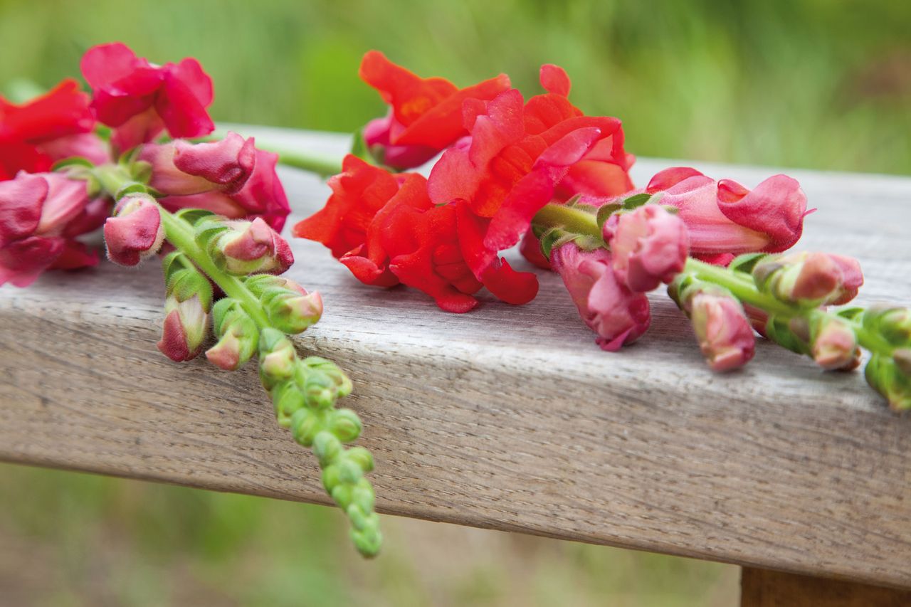 cut snap dragons in a garden