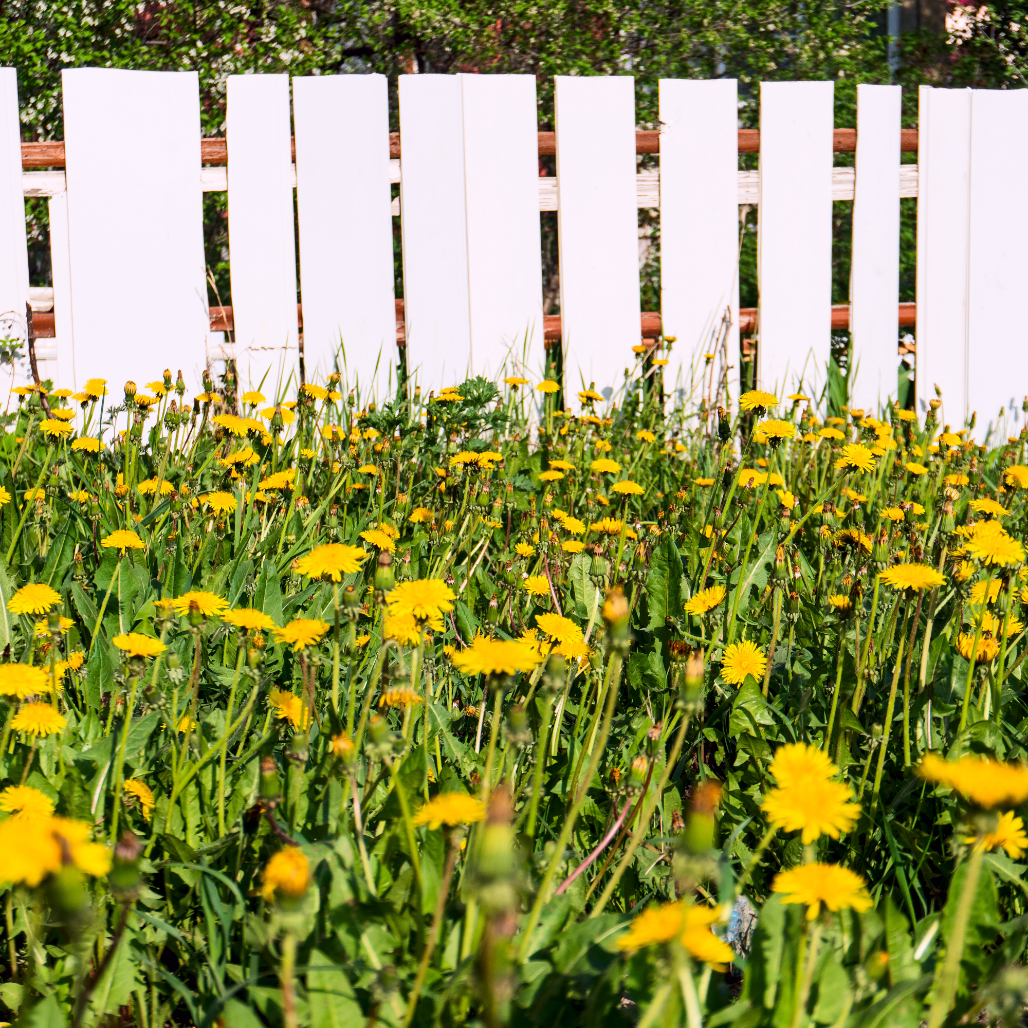 dandelions in front of white picket fence